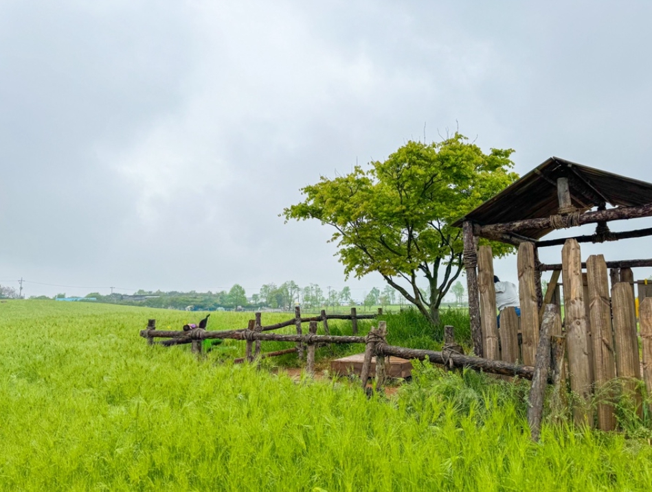 Gochang Green Barley Field 2