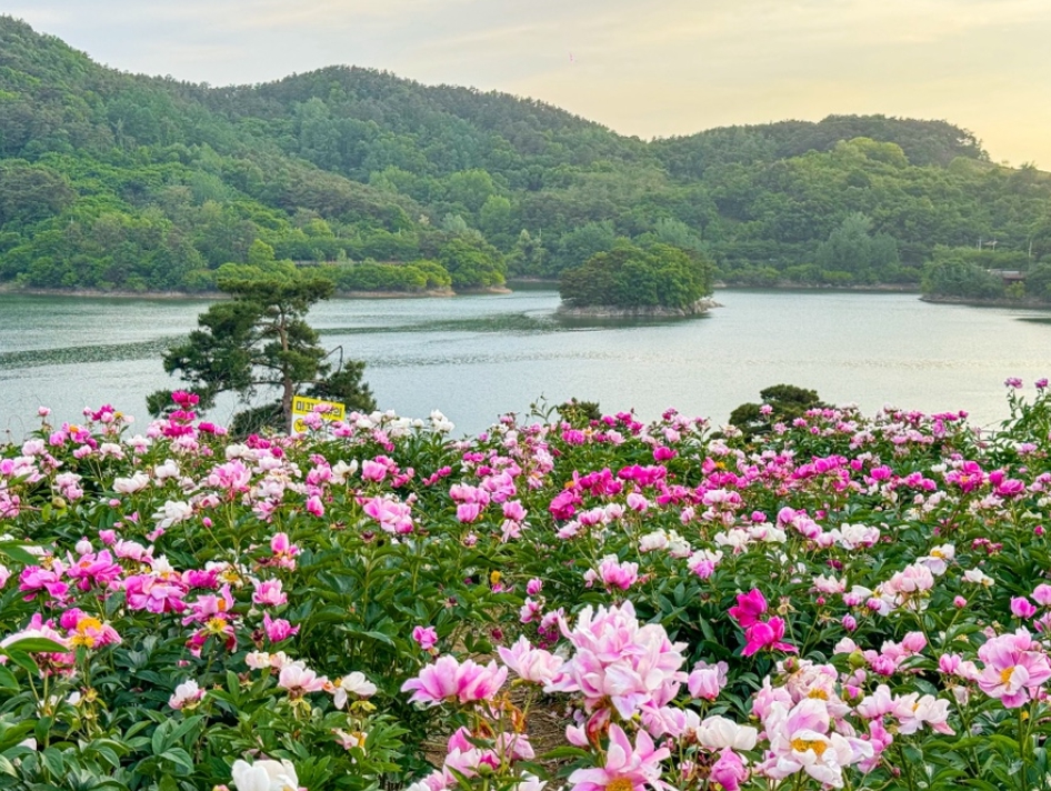 Imsil Peony Field