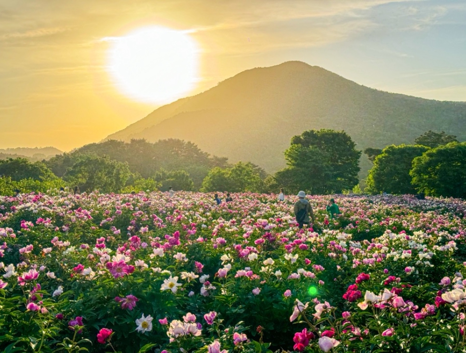 Imsil Peony Field2