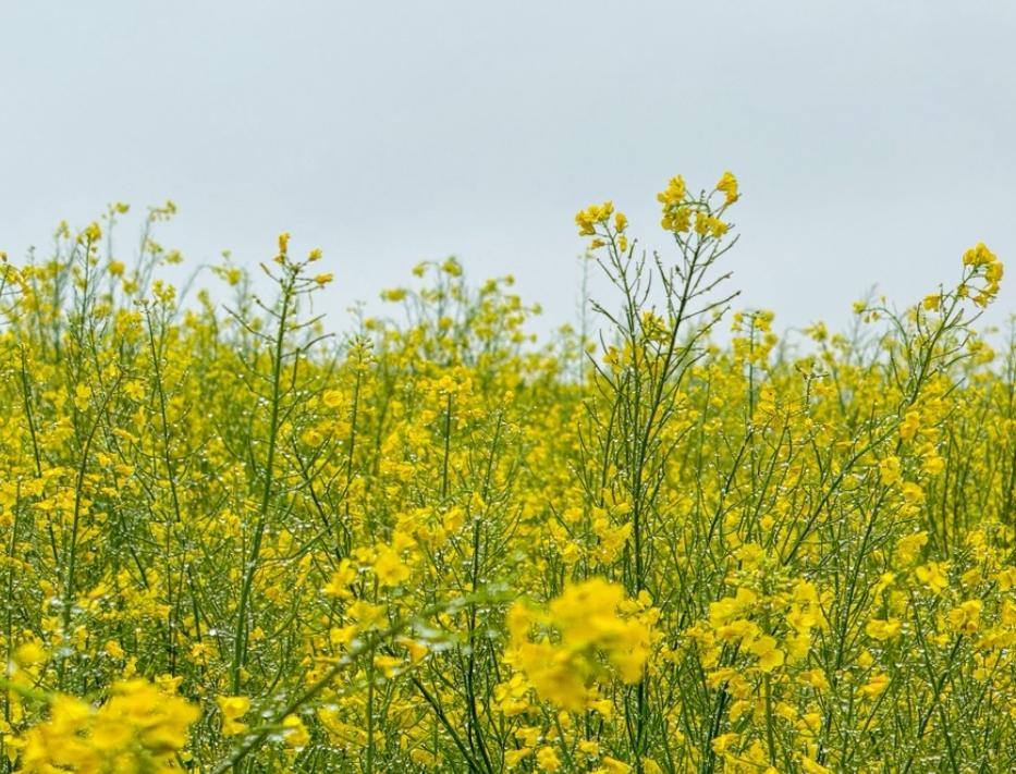 canola